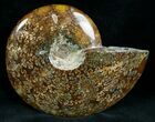 Cleoniceras Ammonite Fossil - Madagascar #7358-2